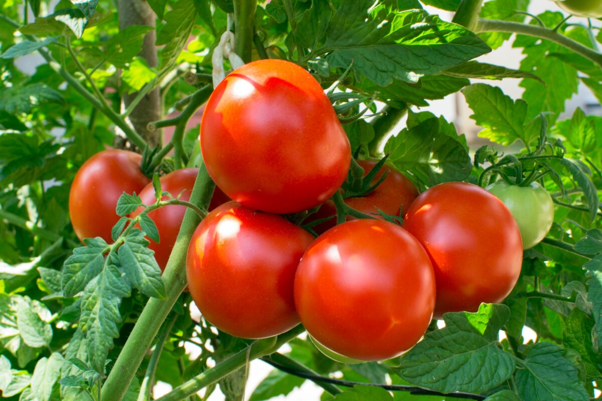 Propiedades del tomate - Propiedadespedia